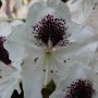 Blüte ders Rhododendron tinnacriss